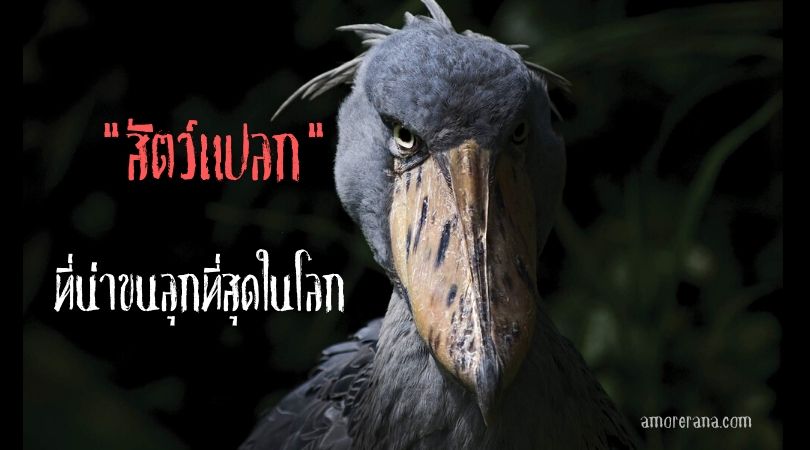 รวม 5  สัตว์แปลกที่น่าขนลุกที่สุดในโลก