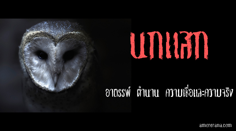 นกแสก อาถรรพ์ ตำนาน ความเชื่อและความจริง