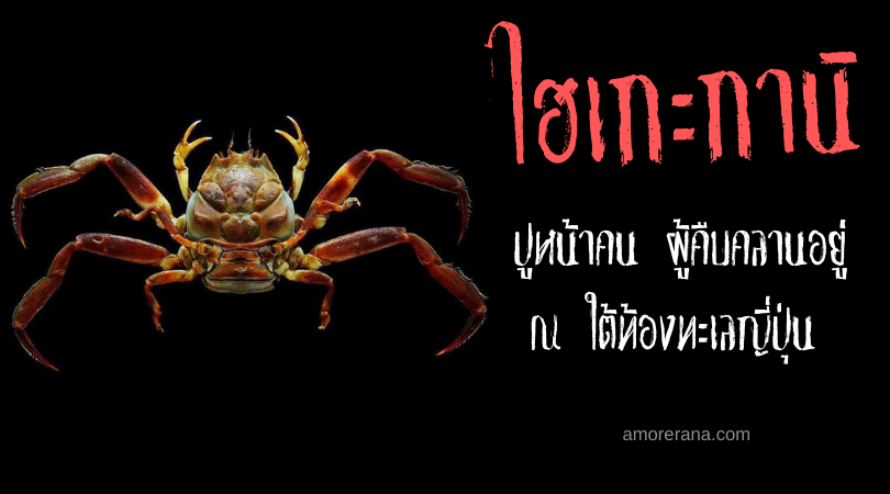 ไฮเกะกานิ (Heikegani) ปูหน้าคน ตัวแทนของวิญญาณแค้นแห่งท้องทะเลญี่ปุ่น