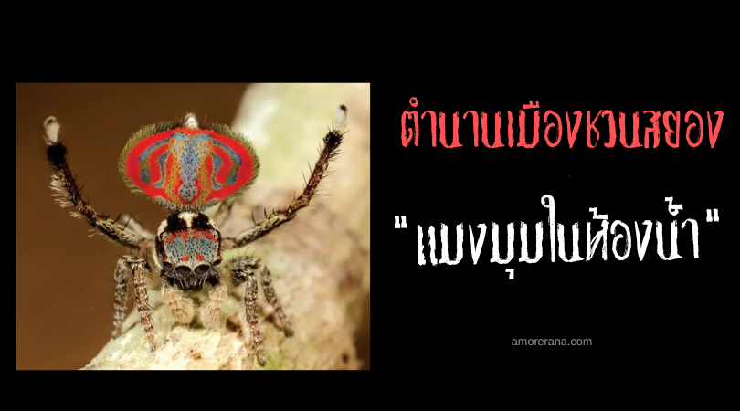 “แมงมุมในห้องน้ำ” ตำนานเมืองชวนสยองของประเทศสหรัฐอเมริกา