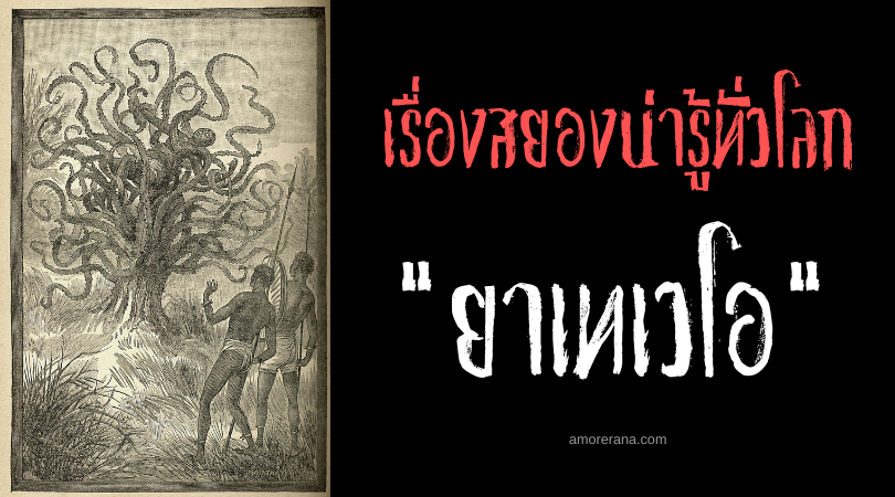 ยาเทเวโอ (Yateveo) พืชกินคนแห่งทวีปแอฟริกา