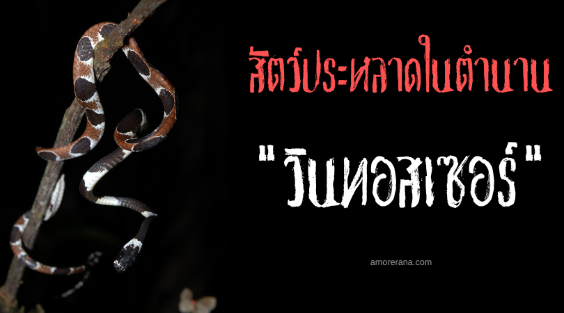 วิปซัส (Dipsas) งูพิษแห่งความกระหาย สัตว์ประหลาดในตำนานเทพเจ้ากรีก