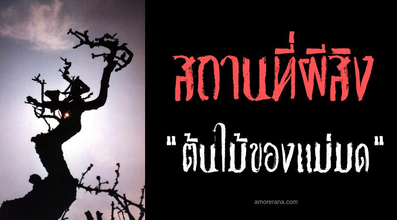 สถานที่ผีสิง “ต้นไม้ของแม่มด” (The Witch Tree) ประเทศสหรัฐอเมริกา