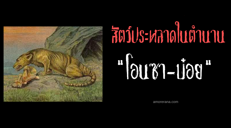 โอนซา-บ๋อย (Onça-Boi) เสือจากัวร์กลีบเท้าวัว ประเทศบราซิล