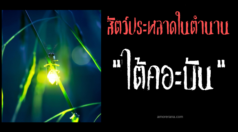 ไต้คอะบัน (Tayaban) หิ่งห้อยสังหารมนุษย์ ประเทศฟิลิปปินส์