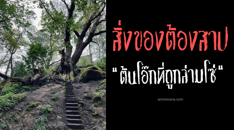 ต้นโอ๊กที่ถูกล่ามโซ่ (The Chained Oak) หากกิ่งร่วงหล่นต้องมีคนตาย ประเทศอังกฤษ