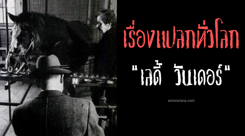 เลดี้ วันเดอร์ (Lady Wonder) ม้าพลังจิต ประเทศสหรัฐอเมริกา