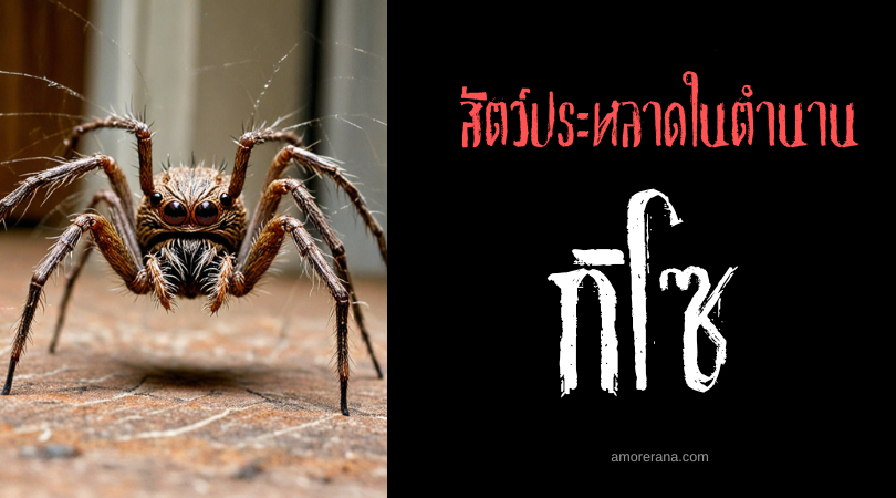 กิโซ (Gizo) แมงมุมร้อยเล่ห์ ทวีปแอฟริกา