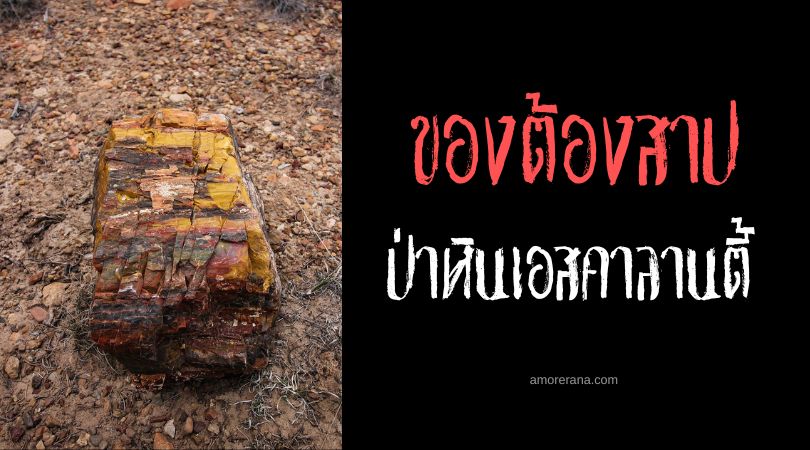 คำสาปของป่าหินเอสคาลานตี้ (Escalante Petrified Forest Curse) ประเทศสหรัฐอเมริกา