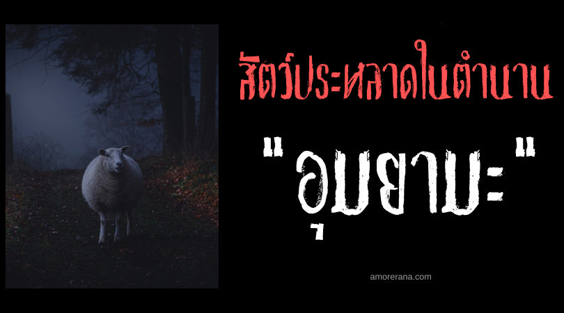  อุมยามะ (Umnyama) แกะเวทมนตร์แห่งปลายสายรุ้ง ทวีปแอฟริกา