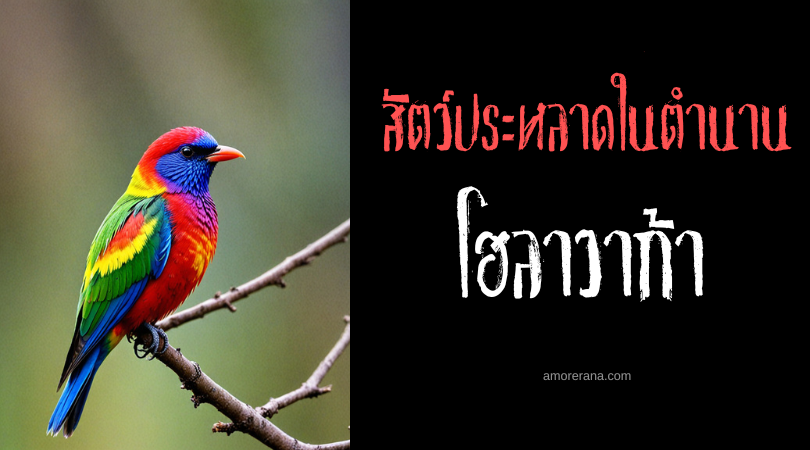 โฮลาวาก้า (Holawaka) นกผู้ส่งสารจากสวรรค์ ประเทศเอธิโอเปีย