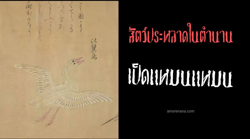 เป็ดแหมนแหมน (Manman Duck) เป็ดป่าปีกเดียว ประเทศจีน