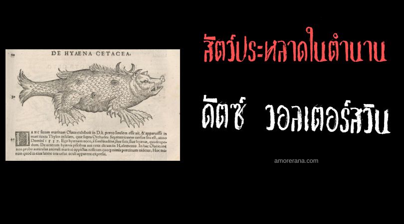 ดัตซ์ วอลเตอร์สวิน (Dutch Watterswyn) สัตว์ประหลาดหมูทะเล ประเทศเนเธอร์แลนด์